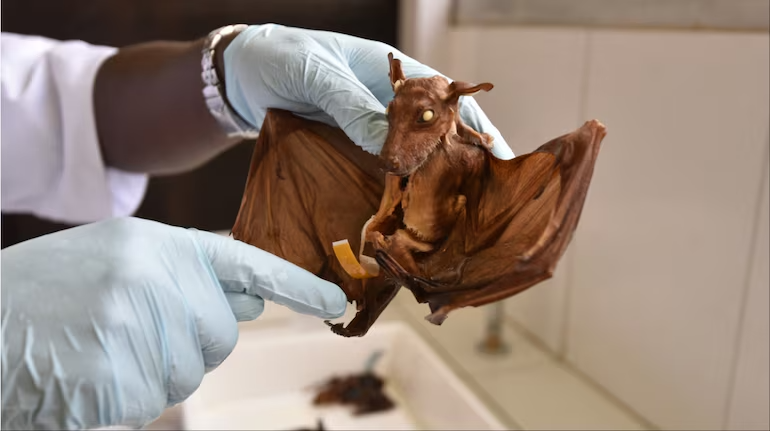 NSW rare bat virus warning